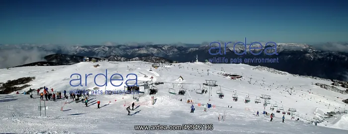 : Ski runs at Mount Buller Alpine Resort Mount Buller : Ski runs at Mount Buller Alpine Resort Mount Buller