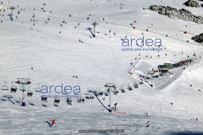 : Ski runs at Mount Buller Alpine Resort Mount Buller : Ski runs at Mount Buller Alpine Resort Mount Buller