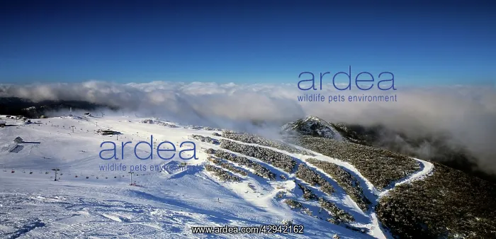 : Ski runs at Mount Buller Alpine Resort Mount Buller : Ski runs at Mount Buller Alpine Resort Mount Buller