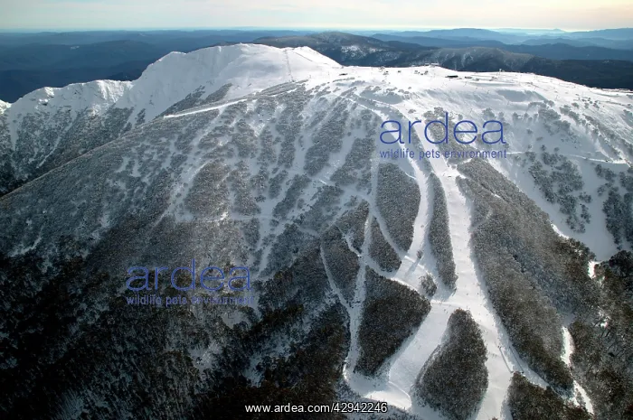 : Ski runs at Mount Buller Alpine Resort Mount Buller : Ski runs at Mount Buller Alpine Resort Mount Buller