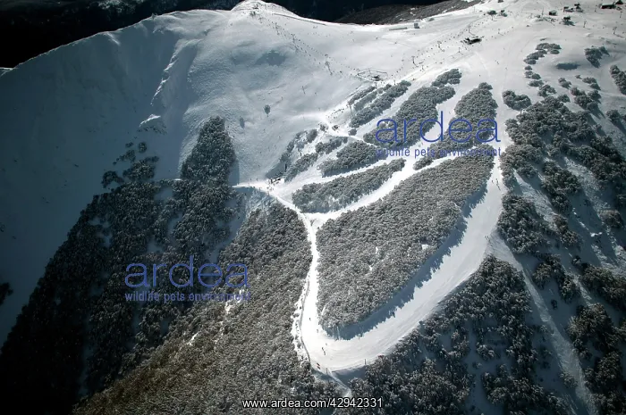 : Ski runs at Mount Buller Alpine Resort Mount Buller : Ski runs at Mount Buller Alpine Resort Mount Buller
