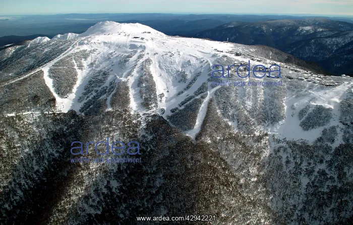 : Ski runs on Mount Buller in winter. Mount Buller : Ski runs on Mount Buller in winter. Mount Buller