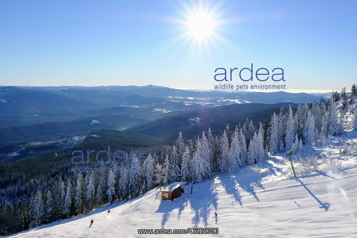 : Ski slope, Big Arber, Bavarian Forest, Lower Bavaria : Ski slope, Big Arber, Bavarian Forest, Lower Bavaria