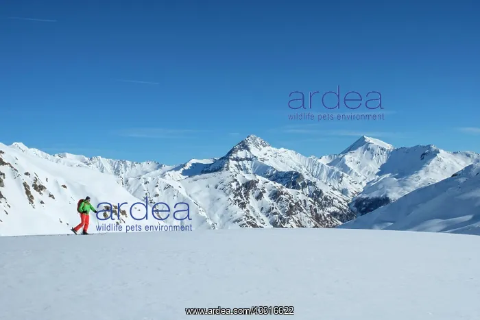 : Ski tourer in Val Laver, mountain range with Stammerspitz : Ski tourer in Val Laver, mountain range with Stammerspitz