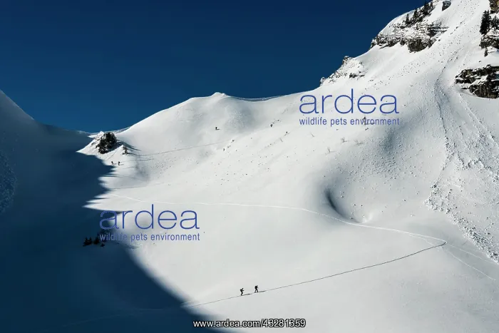 : Ski tourers in ascent, avalanche, Reutte, Au&, x7e5;rfern : Ski tourers in ascent, avalanche, Reutte, Au&, x7e5;rfern
