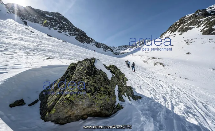: Ski tourers climbing the Sulzkogel, Kahtai, Stubai : Ski tourers climbing the Sulzkogel, Kahtai, Stubai