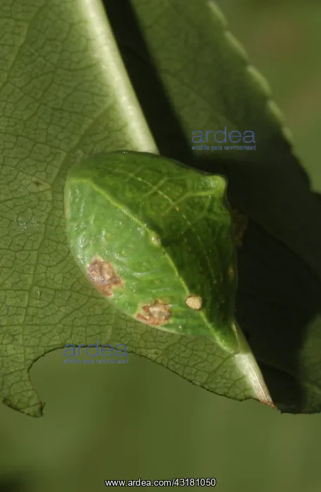 : Skiff Moth Caterpillar : Skiff Moth Caterpillar