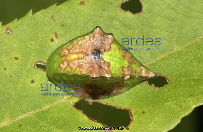 : Skiff Moth Caterpillar : Skiff Moth Caterpillar