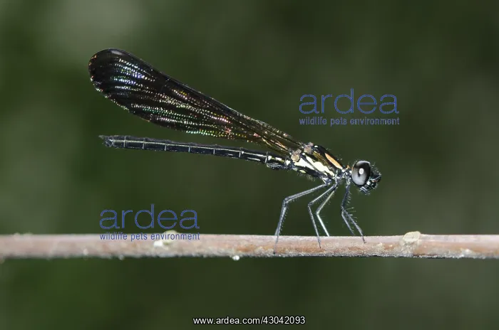 : Skimmer - on branch - Klungkung, Bali, Indonesia : Skimmer - on branch - Klungkung, Bali, Indonesia