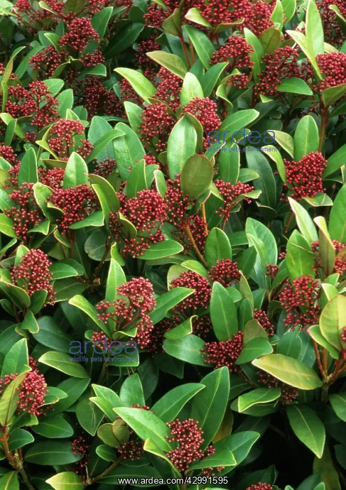 : Skimmia, Skimmia japonica : Skimmia, Skimmia japonica