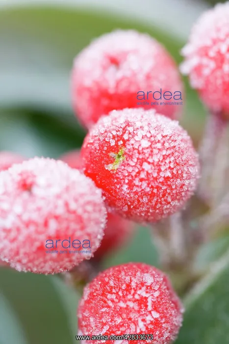 : Skimmia Berries Frosted : Skimmia Berries Frosted
