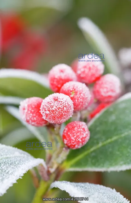 : Skimmia Berries Frosted : Skimmia Berries Frosted