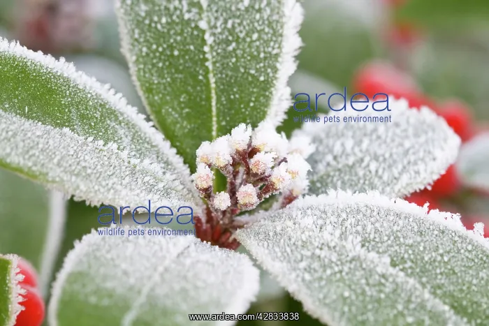 : Skimmia Buds and Leaves Frosted : Skimmia Buds and Leaves Frosted