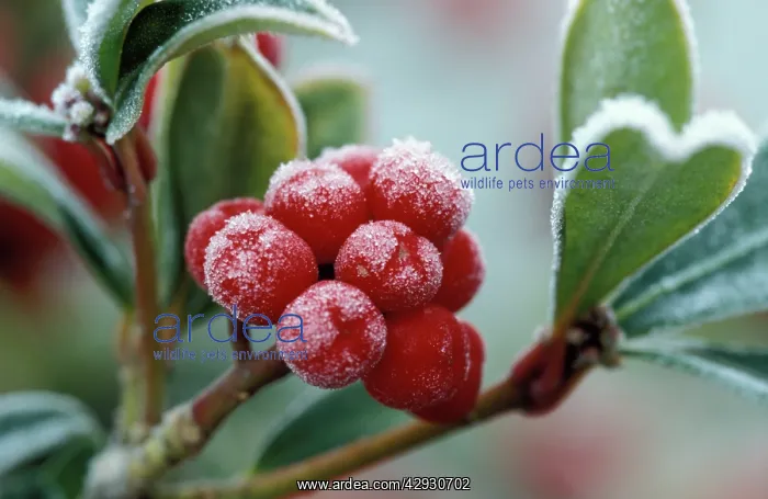 : SKIMMIA - frosted berries : SKIMMIA - frosted berries