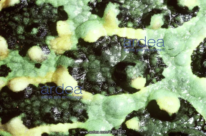 : Skin of Argentina Horned Frog : Skin of Argentina Horned Frog