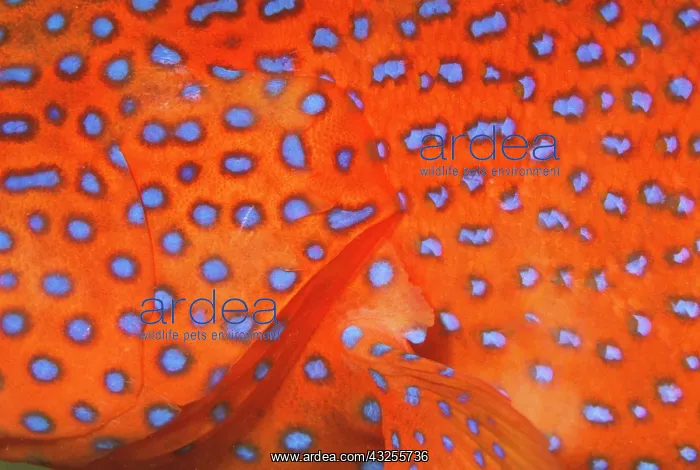: Skin detail of coral cod, or cephalopholis : Skin detail of coral cod, or cephalopholis