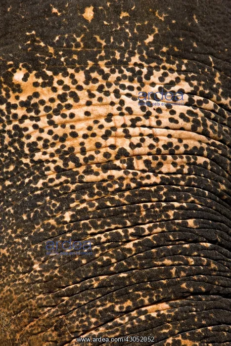 : Skin of domestic Asian Elephant depigmenting Sri Lanka : Skin of domestic Asian Elephant depigmenting Sri Lanka