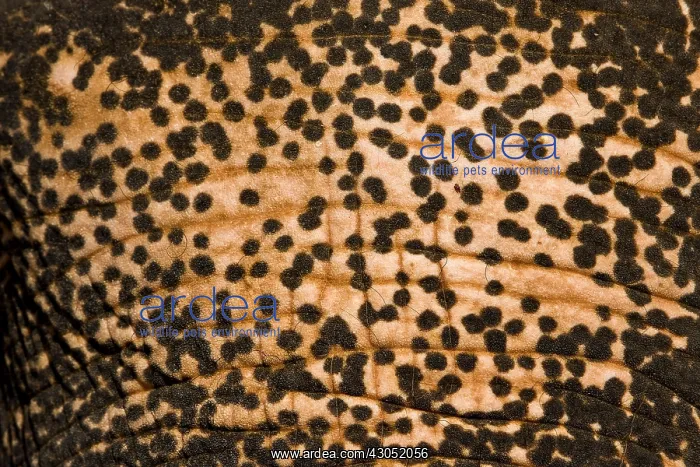  : Skin of domestic Asian Elephant depigmenting Sri Lanka