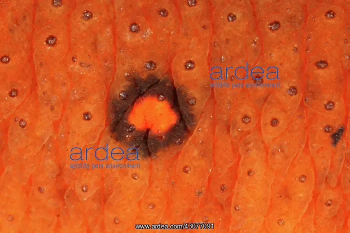 : Skin of Eastern Newt : Skin of Eastern Newt