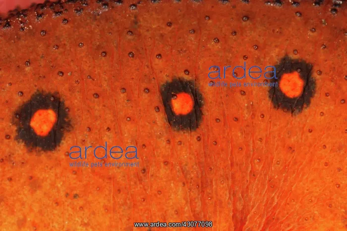 : Skin of Eastern Newt : Skin of Eastern Newt
