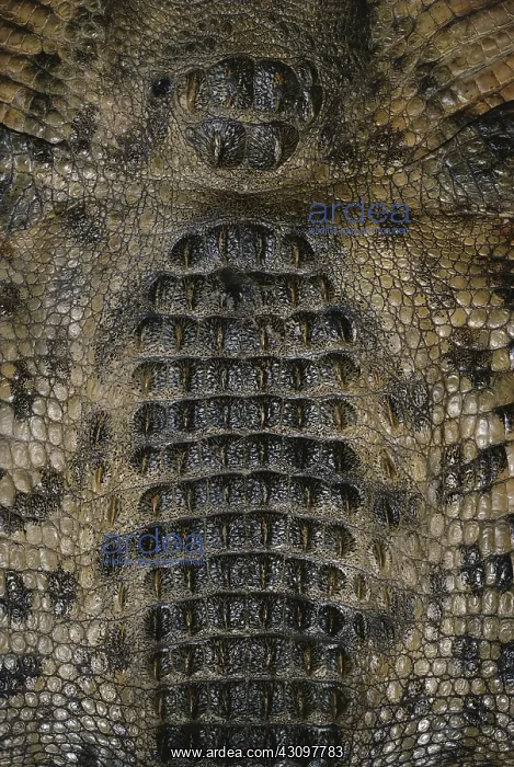 : Skin of Nile Crocodile : Skin of Nile Crocodile