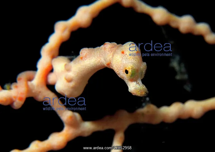 : Skinhead Pygmy Seahorse : Skinhead Pygmy Seahorse
