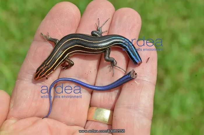 : Skink with broken tail : Skink with broken tail
