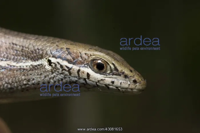 : Skink (Carlia pectoralis) : Skink (Carlia pectoralis)