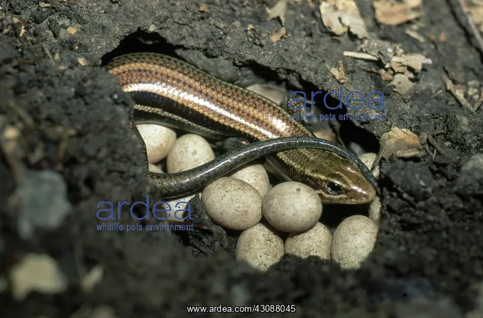 : Skink with Eggs : Skink with Eggs
