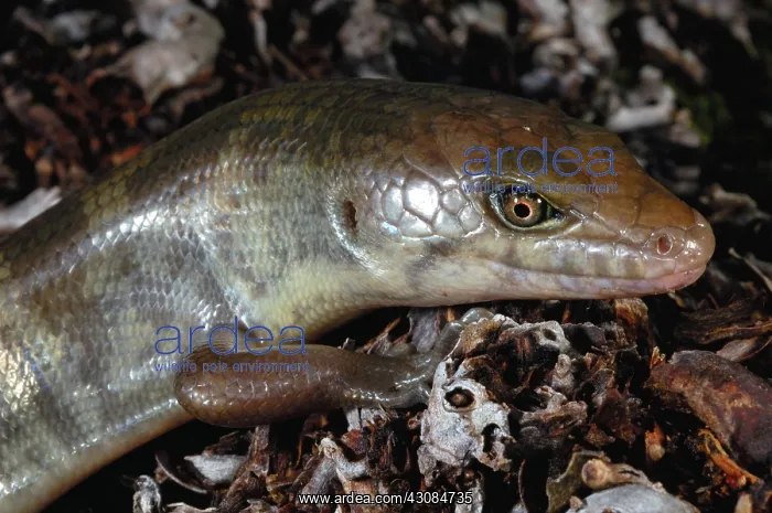 : Skink (Eugongylus albofasciolatus) : Skink (Eugongylus albofasciolatus)