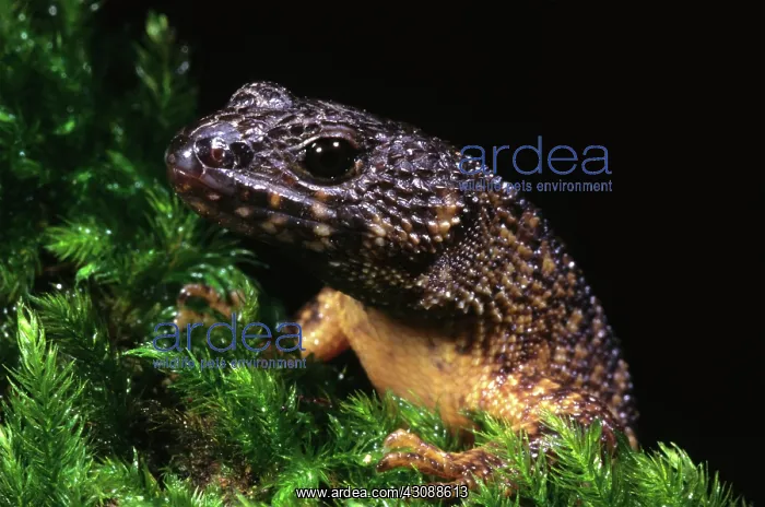 : Skink (Gnypetoscincus queenslandiae) : Skink (Gnypetoscincus queenslandiae)