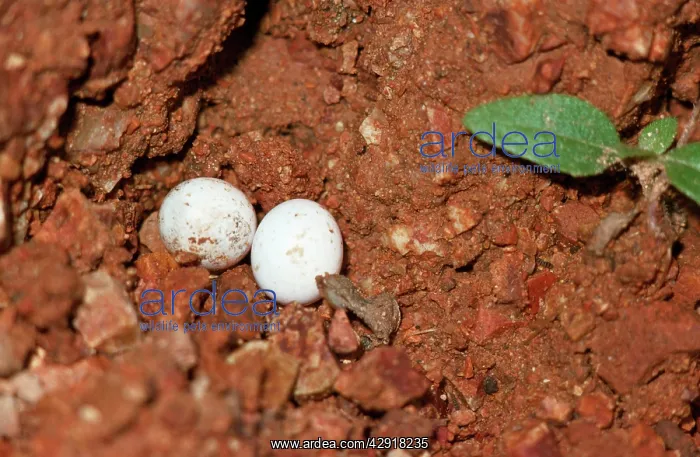 : Skink Lizard - hard-shelled eggs : Skink Lizard - hard-shelled eggs
