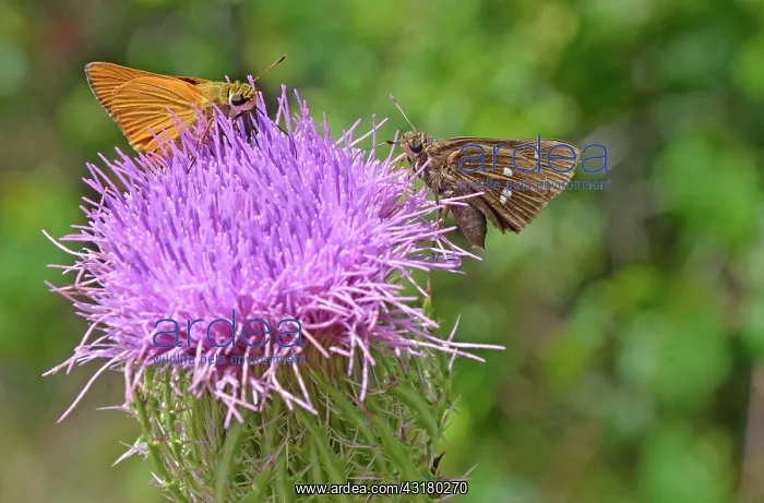 : Skipper butterflies on Thistle : Skipper butterflies on Thistle