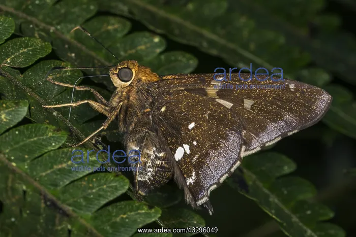  : Skipper butterfly (Epargyreus sp.) Santa Maria