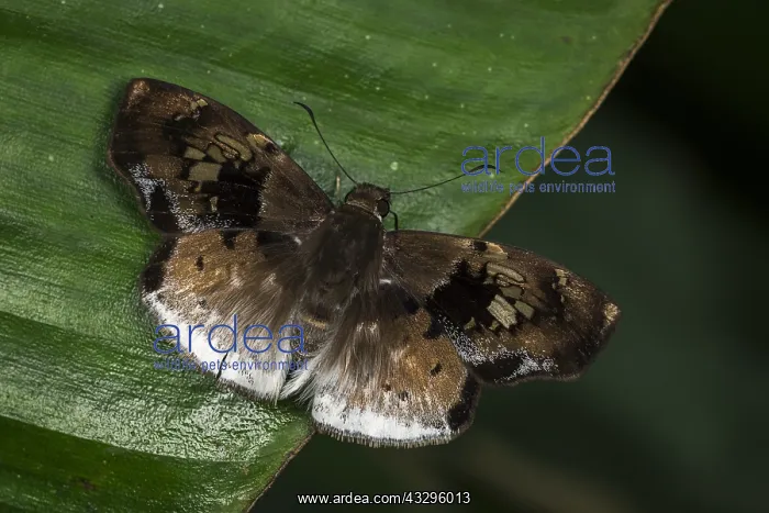 : Skipper butterfly (Gindanes sp.) Tatama National : Skipper butterfly (Gindanes sp.) Tatama National