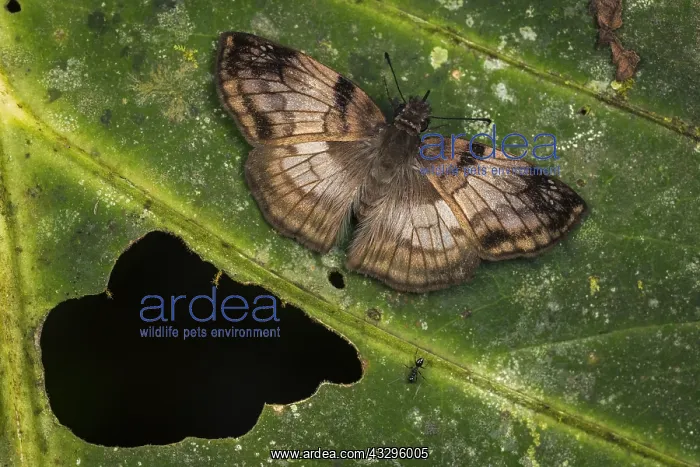 : Skipper butterfly (Mylon sp.) Tatama National Park : Skipper butterfly (Mylon sp.) Tatama National Park