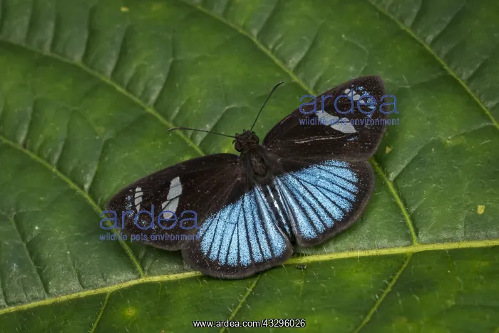 : Skipper butterfly (Pythonides jovianus) Tatama National : Skipper butterfly (Pythonides jovianus) Tatama National