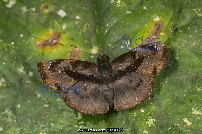: Skipper butterfly (Zera hyacinthinus) Tatama National : Skipper butterfly (Zera hyacinthinus) Tatama National