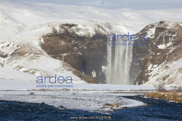: Skogafoss Waterfall (63m high) in winter : Skogafoss Waterfall (63m high) in winter