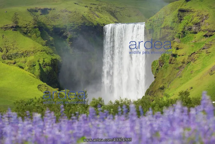 : Skogafoss waterfall - Iceland : Skogafoss waterfall - Iceland