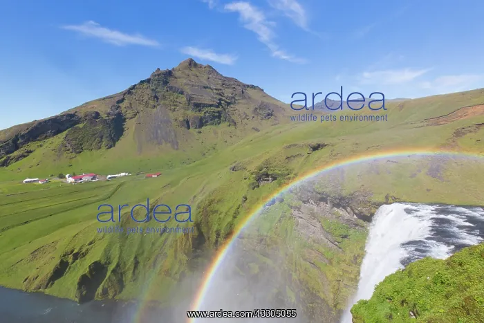 : Skogafoss waterfall with a rainbow - Iceland : Skogafoss waterfall with a rainbow - Iceland