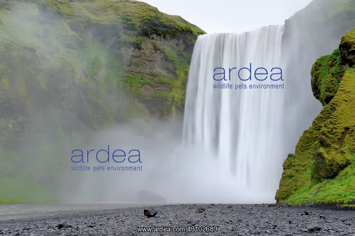 : Skogafoss waterfall in spring with a long exposure : Skogafoss waterfall in spring with a long exposure