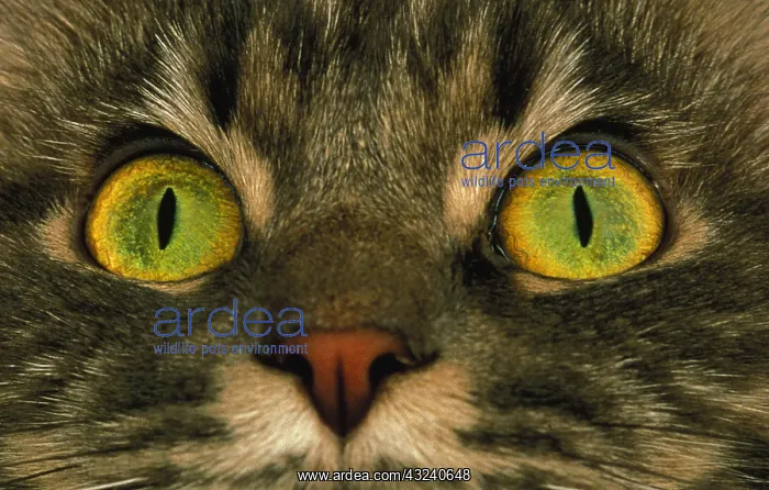 : SKOGKATT CAT, CLOSE-UP OF EYES : SKOGKATT CAT, CLOSE-UP OF EYES