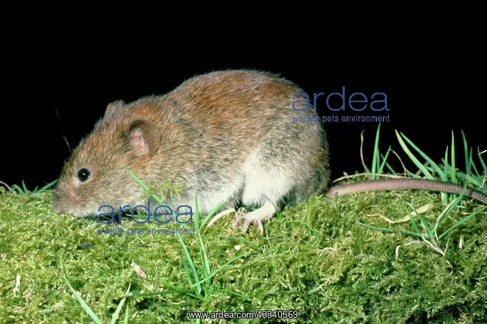  : Skomer Vole