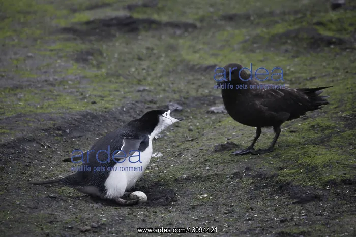 : Skua Bird Steals Penguin Egg, 1 of 4 : Skua Bird Steals Penguin Egg, 1 of 4