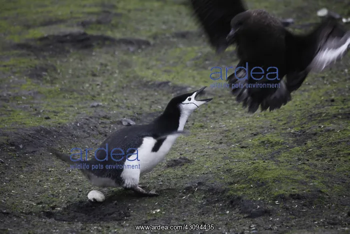 : Skua Bird Steals Penguin Egg, 2 of 4 : Skua Bird Steals Penguin Egg, 2 of 4