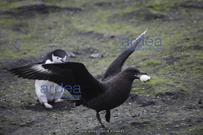 : Skua Bird Steals Penguin Egg, 3 of 4 : Skua Bird Steals Penguin Egg, 3 of 4