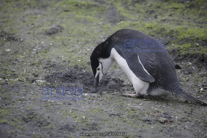 : Skua Bird Steals Penguin Egg, 4 of 4 : Skua Bird Steals Penguin Egg, 4 of 4