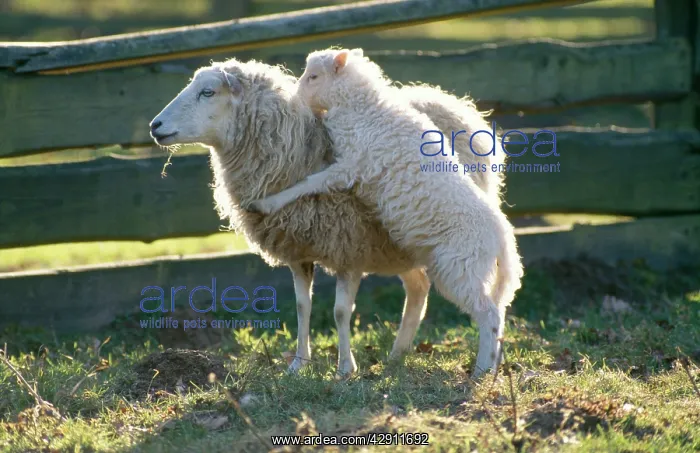 : Skudde SHEEP - ewe, with lamb jumping up at her playing : Skudde SHEEP - ewe, with lamb jumping up at her playing