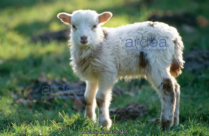 : Skudde SHEEP - lamb : Skudde SHEEP - lamb